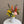 Thanksgiving Centrepiece